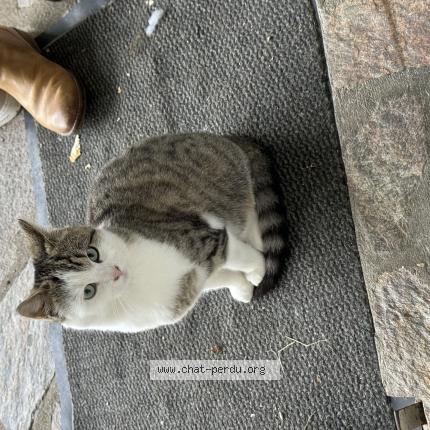 Photo 1/1 Chat retrouvé Perdu à La Chapelle Saint Mesmin