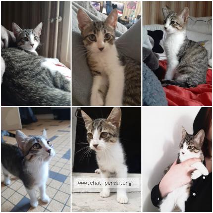 Photo de chat perdu à Casteljaloux