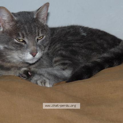 Photo 1/1 BIRDY Chat perdu à Saint sulpice de cognac
