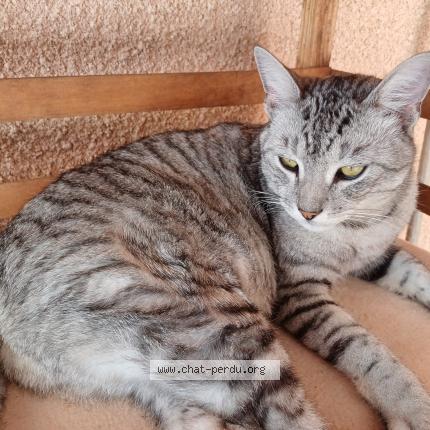 Photo 1/1 OGGY Chat perdu à Mondouzil