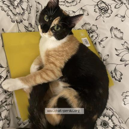 Photo de chat perdu à Eysines