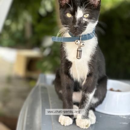 Photo 1/1 Chat retrouvé Perdu à Gonesse