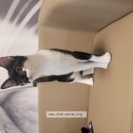 Photo 1/1 Chat retrouvé Perdu à Toulouse