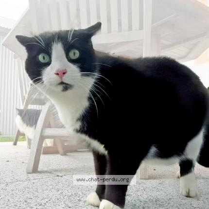 Photo de chat perdu à Saint Jacques De La Lande