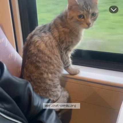 Photo de chat perdu à Orleans