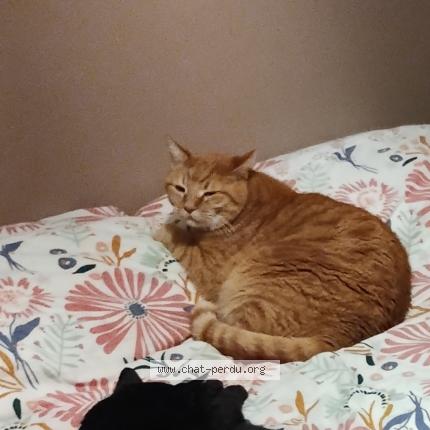 Photo 1/1 Chat retrouvé Perdu à Feuquieres En Vimeu