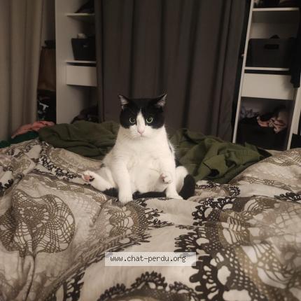 Photo de chat perdu à Strasbourg
