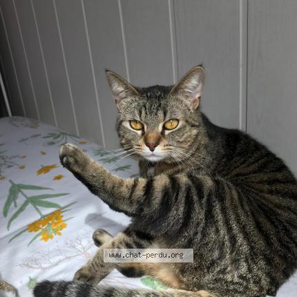Photo 1/1 Chat retrouvé Perdu à Souillac
