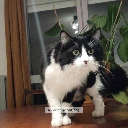 Photo de chat perdu à Grenoble