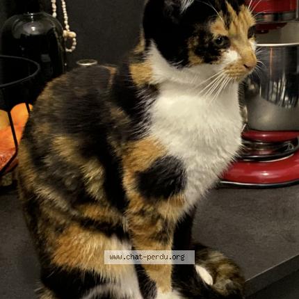 Photo de chat perdu à Nozay