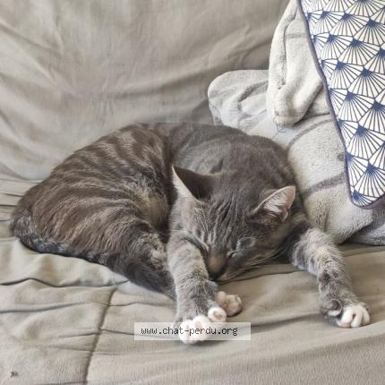 Photo de chat perdu à Beaugency