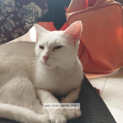 Photo de chat perdu à St Judoce