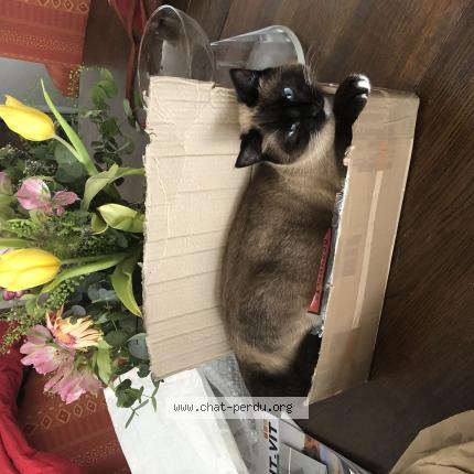 Photo 1/1 Romy Chat perdu à Saint vit