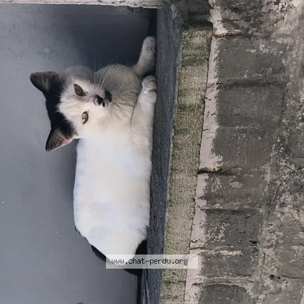 Photo 1/1 Chat retrouvé Trouvé à Bruay Sur Escaut