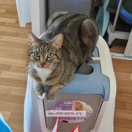 Photo 1/1 Chat retrouvé Perdu à Les mureaux