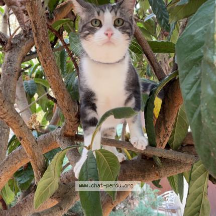 Photo de chat perdu à Toulouse