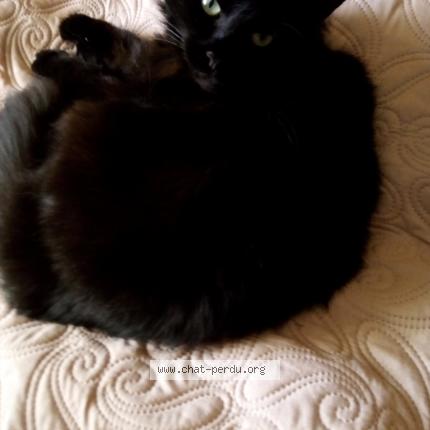 Photo 1/1 Chat retrouvé Perdu à Fraize