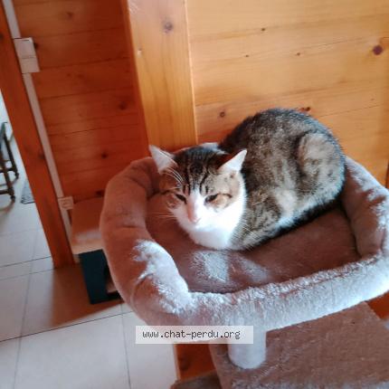 Photo de chat perdu à Bechy