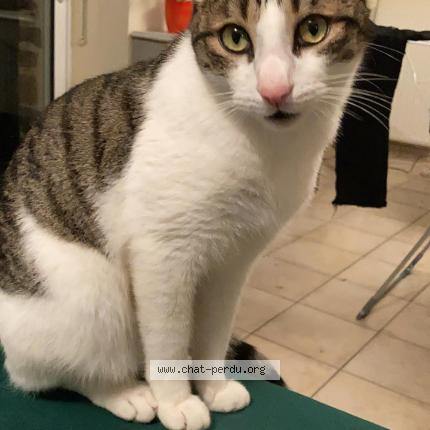 Photo 1/1 Chat retrouvé Perdu à Epinal