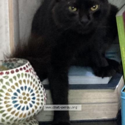 Photo de chat perdu à Saint Denis