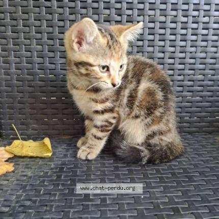 Photo 1/1 Chat retrouvé Perdu à Saint Junien