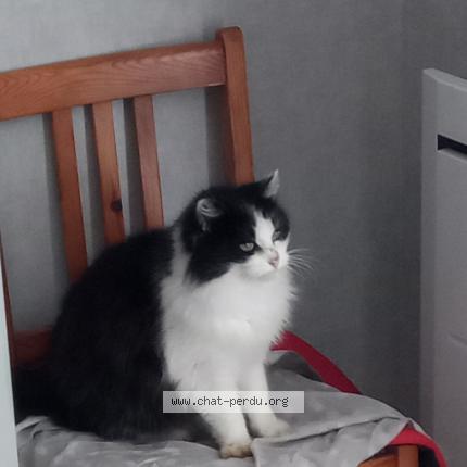 Photo de chat perdu à Limoges