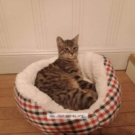 Photo 1/1 Petit Lou Chat perdu à Saint mihiel