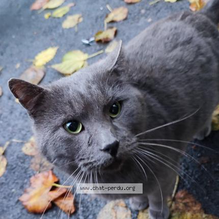 Photo 1/1 Chat retrouvé Trouvé à Rennes