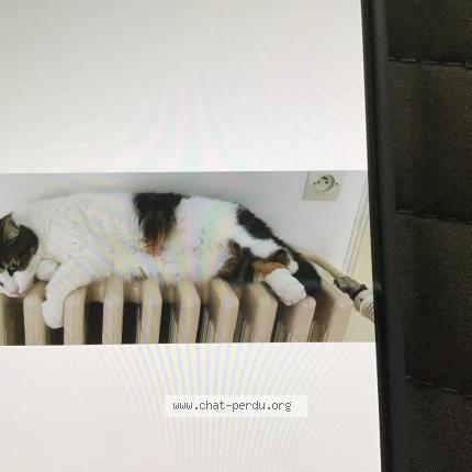 Photo de chat perdu à Strasbourg