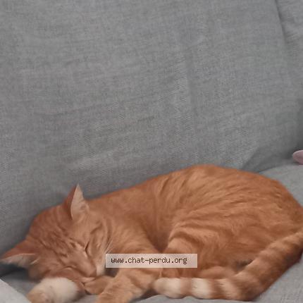 Photo 1/1 Chat retrouvé Perdu à Agen