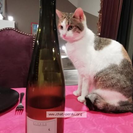 Photo de chat perdu à St Laurent D Aigouze