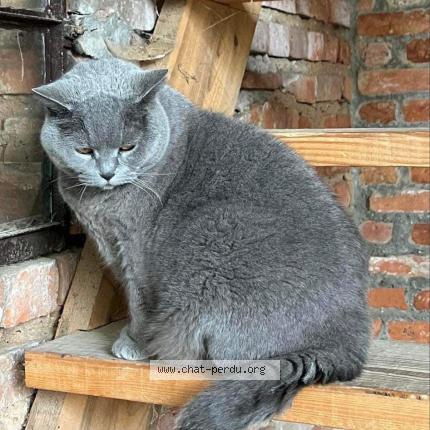 Photo de chat perdu à Hoerdt
