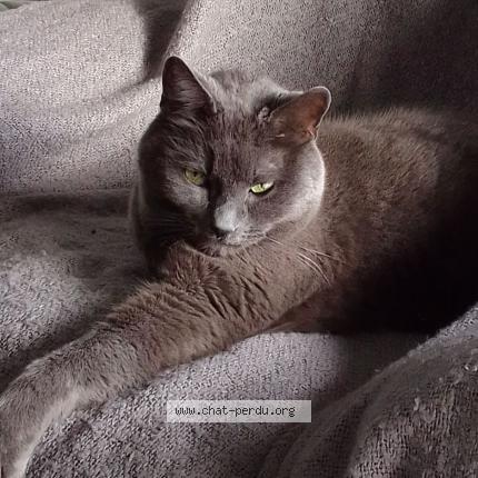 Photo de chat perdu à Sassenage