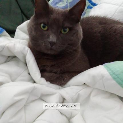 Photo 2/2 Chat retrouvé Perdu à Sassenage