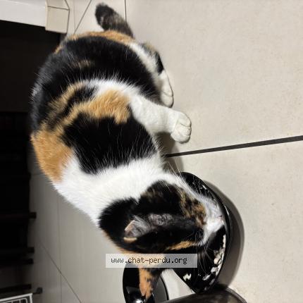 Photo de chat trouvé à Aulnat