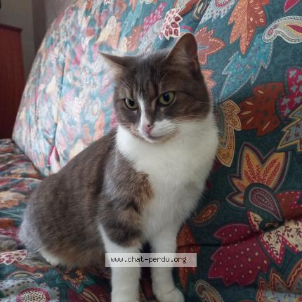 Photo de chat perdu à Saint Amand Montrond