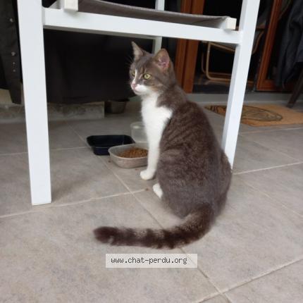 Photo 2/2 Chat retrouvé Perdu à Saint Amand Montrond