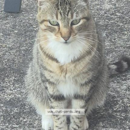 Photo 1/1 Ninou Chat perdu à Argenton