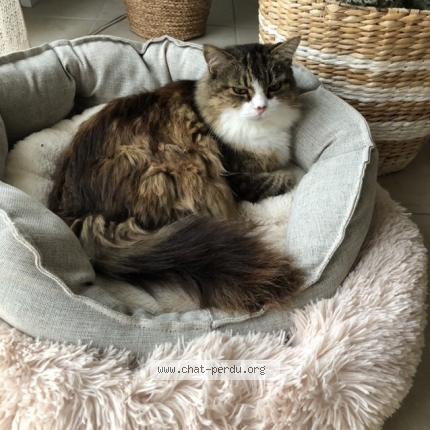 Photo de chat perdu à Hem