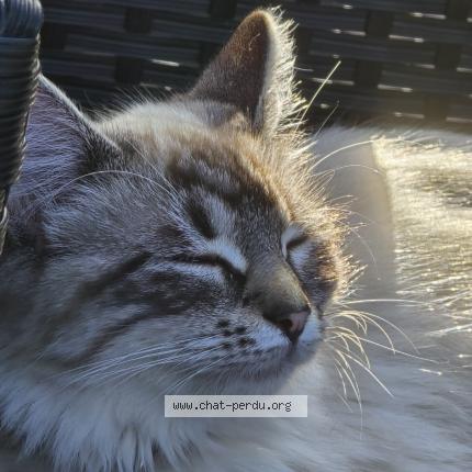 Photo de chat perdu à Cahors