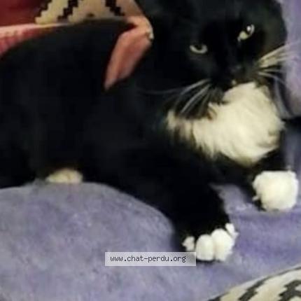 Photo 1/1 Annita Cassol Chat perdu à Gace