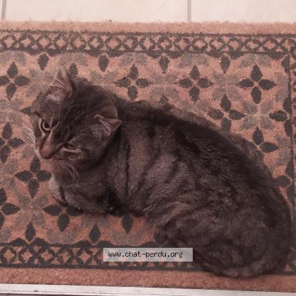 Photo de chat perdu à Dax