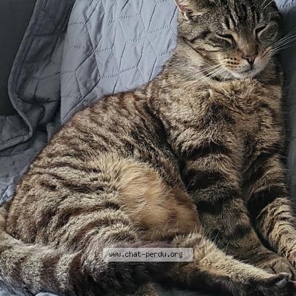 Photo 1/1 Tigrou Chat perdu à Lievin