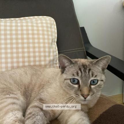 Photo de chat perdu à Saint Jean De Luz