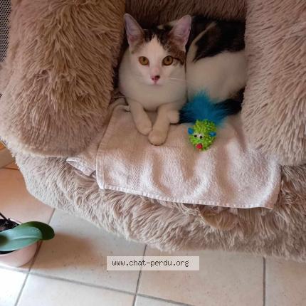 Photo de chat perdu à Breau