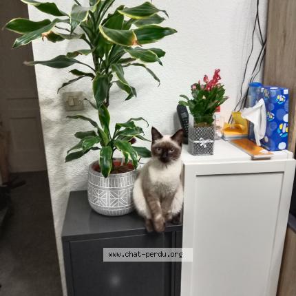 Photo de chat perdu à Lyon