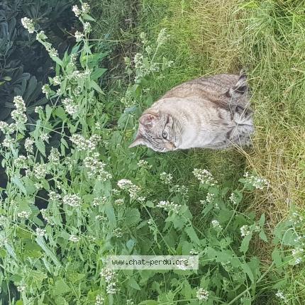 Photo 1/1 Noon Chat perdu à Vertheuil