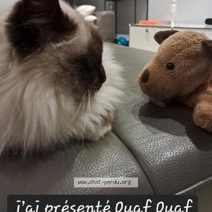 Photo 1/1 Chat retrouvé Perdu à Eysines Haillan