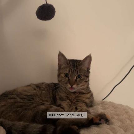 Photo de chat perdu à La Rochelle