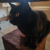 Photo de chat perdu à Chezeneuve